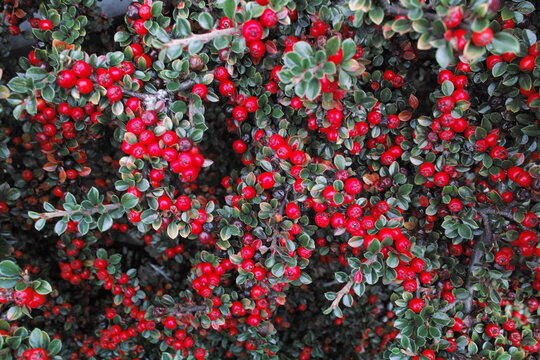 Vibrant red cotoneaster berries growing among small green oval leaves