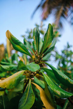 Close-up view of tropical green leaves brightened by sunlight