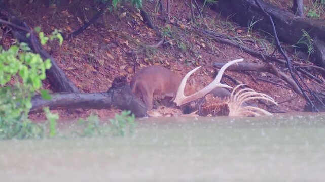 Rare Encounter with a Pack of Dholes (Asiatic Wild Dogs)