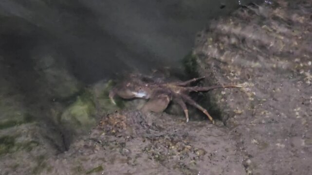 Freshwater Crab Retreating Under Rock as Water Flows In