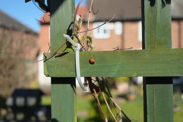 Small red ladybug resting on green wooden fence garden trellis © Aoun