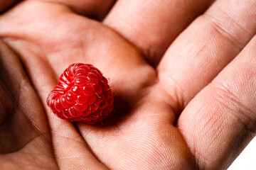 Beautiful and ripe red raspberry berry in a man's hand, picking raspberries © Vadym