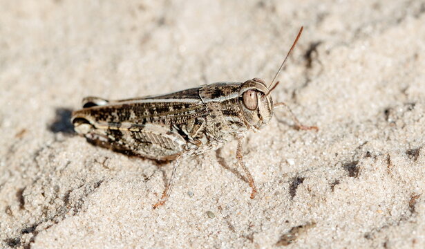 grasshopper on the ground