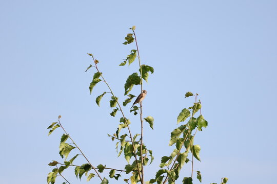 Eurasian Linnet perched on the top of a tree against the sky, Linaria cannabina
