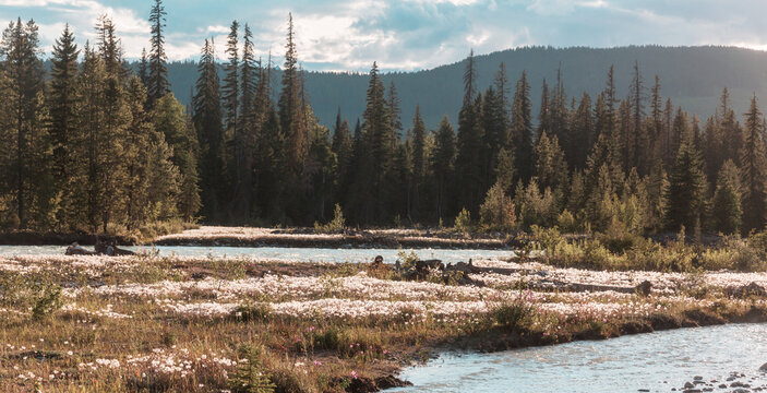 Wildflowers