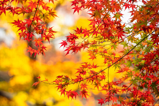 Beautiful autumn maple tree leaves with orange and red foliage against blue sky.