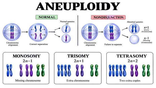 Aneuploidy and Nondisjunction Trisomy Chromosome Biology Diagram
