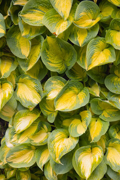 Close-up of vibrant yellow-green foliage, water droplets on the leaves