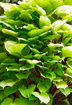 Close-up of vibrant yellow-green foliage, water droplets on the leaves