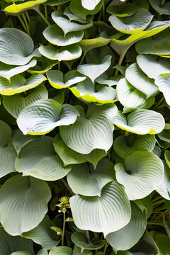 Close-up of vibrant yellow-green foliage, water droplets on the leaves