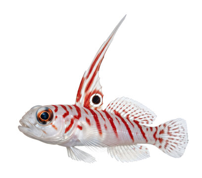 Yasha Goby portrait transparent background