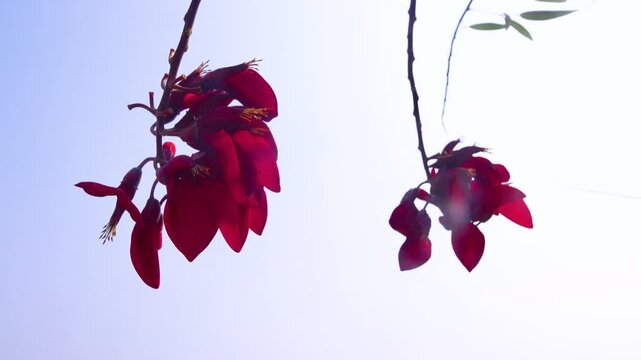The parrot tree butea blooms with red flowers in winter. Vietnam