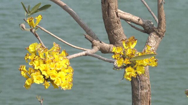 common trumpet creeper in winter Vietnam