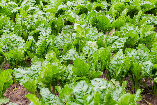 Countryside green background of beet field. Beet green crop harvest in village. Beet crop harvest. Agriculture and harvesting in farm. Green background harvest farming. Sugar beet field