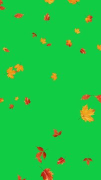 colorful autumn leaves border falling isolated green screen 4k animation,chroma key leaf thanksgiving and Halloween celebration video stream overlay vertical social media motion design element