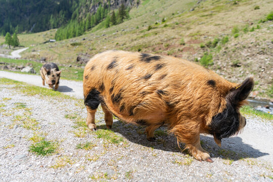 Domestic animal on summer farm. Pig at farming. Boar animal on village farm. Pig grazing on rural farm. Domestic pig on countryside farm. Boar walks across a rural village. Pig in countryside