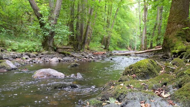 Stream flows through forest in summer, woodland landscape in Germany near Trier, river Ruwer, Moselle Valley 
