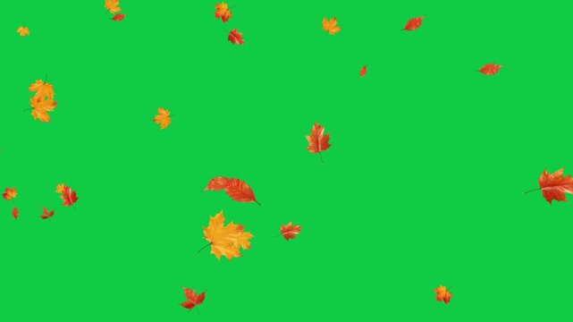 colorful autumn leaves border falling isolated green screen 4k animation,chroma key leaf thanksgiving and Halloween celebration video stream overlay social media motion design element