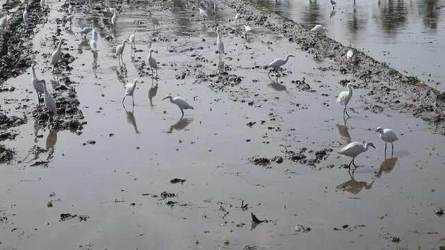 Storks look for worms in the mud of rice fields.