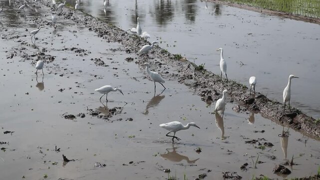 Storks look for worms in the mud of rice fields.