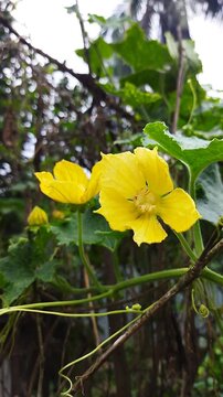Vertical close-up shot of two bright yellow Wax Gourd (Benincasa hispida) flowers blooming on a climbing creeper vine surrounded by green leaves and delicate tendrils outdoors.