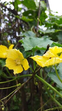 Vertical close-up shot of two bright yellow Wax Gourd (Benincasa hispida) flowers blooming on a climbing creeper vine surrounded by green leaves and delicate tendrils outdoors.