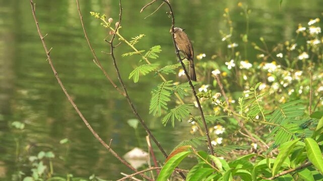 A Yellow-vented bulbul bird pycnonotus on a mimosa branch. Vietnam