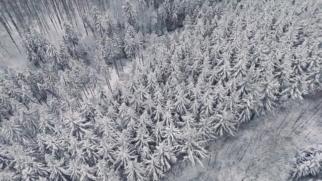 Snow covered forest landscape, coniferous trees, Germany, ecosystem woodland, travel and environment, cold frosty temperature in winter, fog, aerial view 