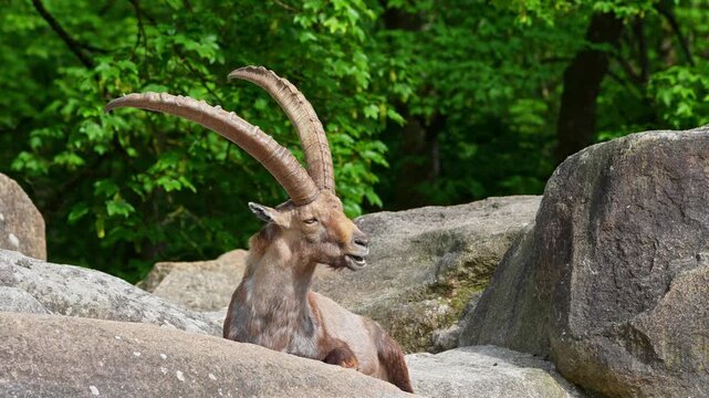 Alpine ibex, Capra ibex also known as the steinbock or bouquetin, is a species of wild goat that lives in the mountains of the European Alps.