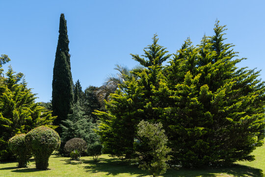 Park scene with with variety of lushArizona cypresses (Cupressus arizonica) 'Blue Ice' and well-manicured shrubs under clear blue sky. Tall cypress tree stands prominently among other foliage.