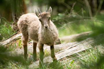 A young alpine ibex stands curiously on a grassy slope, looking directly into the camera lens. © LauraClementina