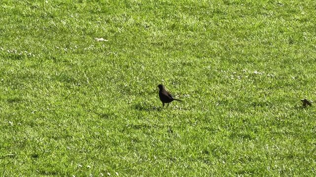 Single blackbird looking for worms and insects on a green lawn in a sunny park