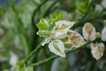 Obraz premium Variegated Japanese Corokia Plant Foliage