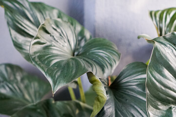 Variegated Tropical Philodendron Leaves Close Up © JedRT