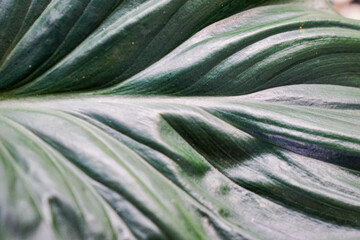 Variegated Tropical Philodendron Leaves Close Up © JedRT