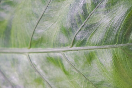 Close Up Of Tropical Leaf Texture