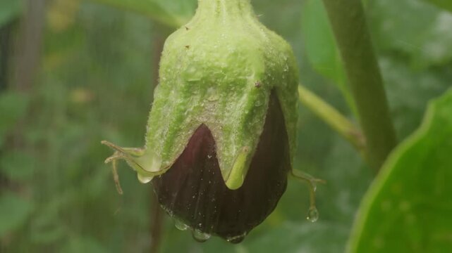 Young Eggplant Growing On A Garden Plant With Fresh Water Droplets On Its Surface. Close-up Macro Shot