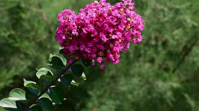 Clusters of vibrant magenta crape myrtle blossoms and lush green leaves sway gently in the breeze against a clear blue sky.