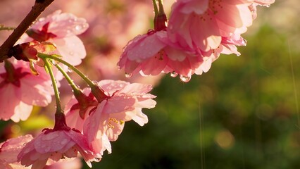 cinematic close-up of pink sakura flowers growing in nature © Taka