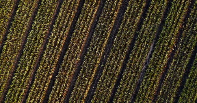 Aerial top-down view of agricultural corn field rows in farming landscape