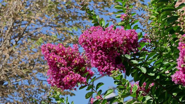 Clusters of vibrant magenta crape myrtle blossoms and lush green leaves sway gently in the breeze against a clear blue sky.