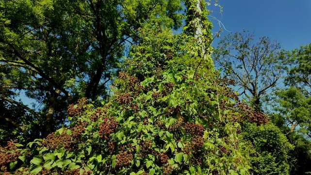 Blackberry brambles heavy with ripening fruit against a blue sky