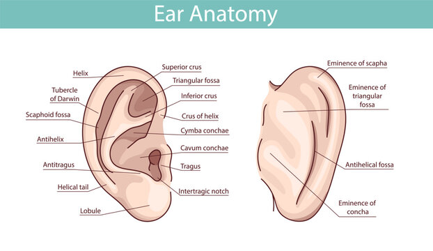 Outer ear anatomy, hand-drawn vector illustration