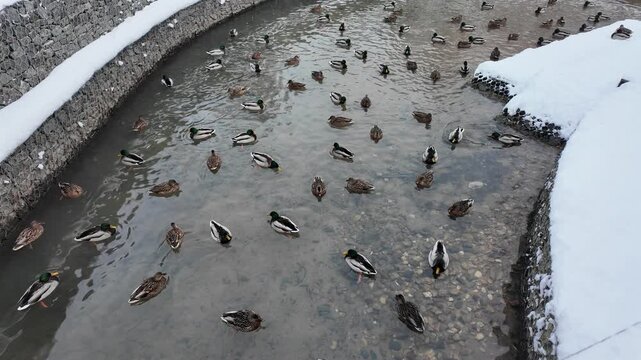 A large flock of mallard ducks swims in an unfrozen stream surrounded by snow-covered banks during winter in Moscow. Aerial view shows urban wildlife adapting to cold weather conditions.