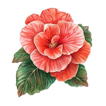 Begonia Flower, artistic watercolor illustration vector, isolated on a white background.