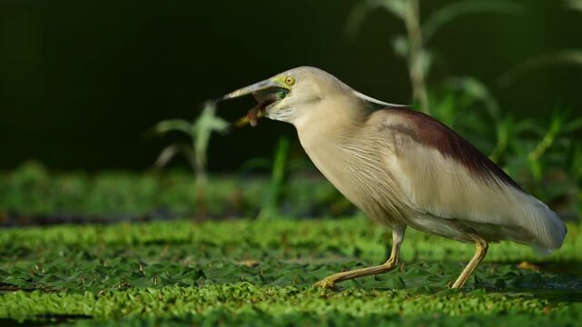 A beautiful adult heron paces carefully over green water weeds, showing off the ultimate prize of its patient stalking technique in a quiet lake.