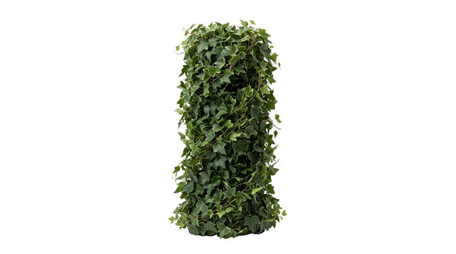 Green ivy pillar on white background, vertical climbing plant column, lush evergreen foliage topiary for garden design and landscaping