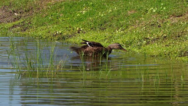Mottled duck splashing and preening at a pond