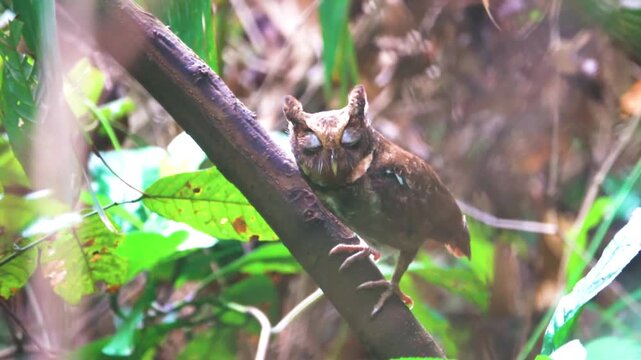 Probably Philippine scops owl (Otus megalotis) in the undergrowth of mixed forests and on mountain slopes. Vietnam. Like a little devil