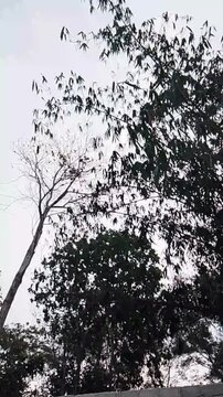 Pohon yang di tiup angin